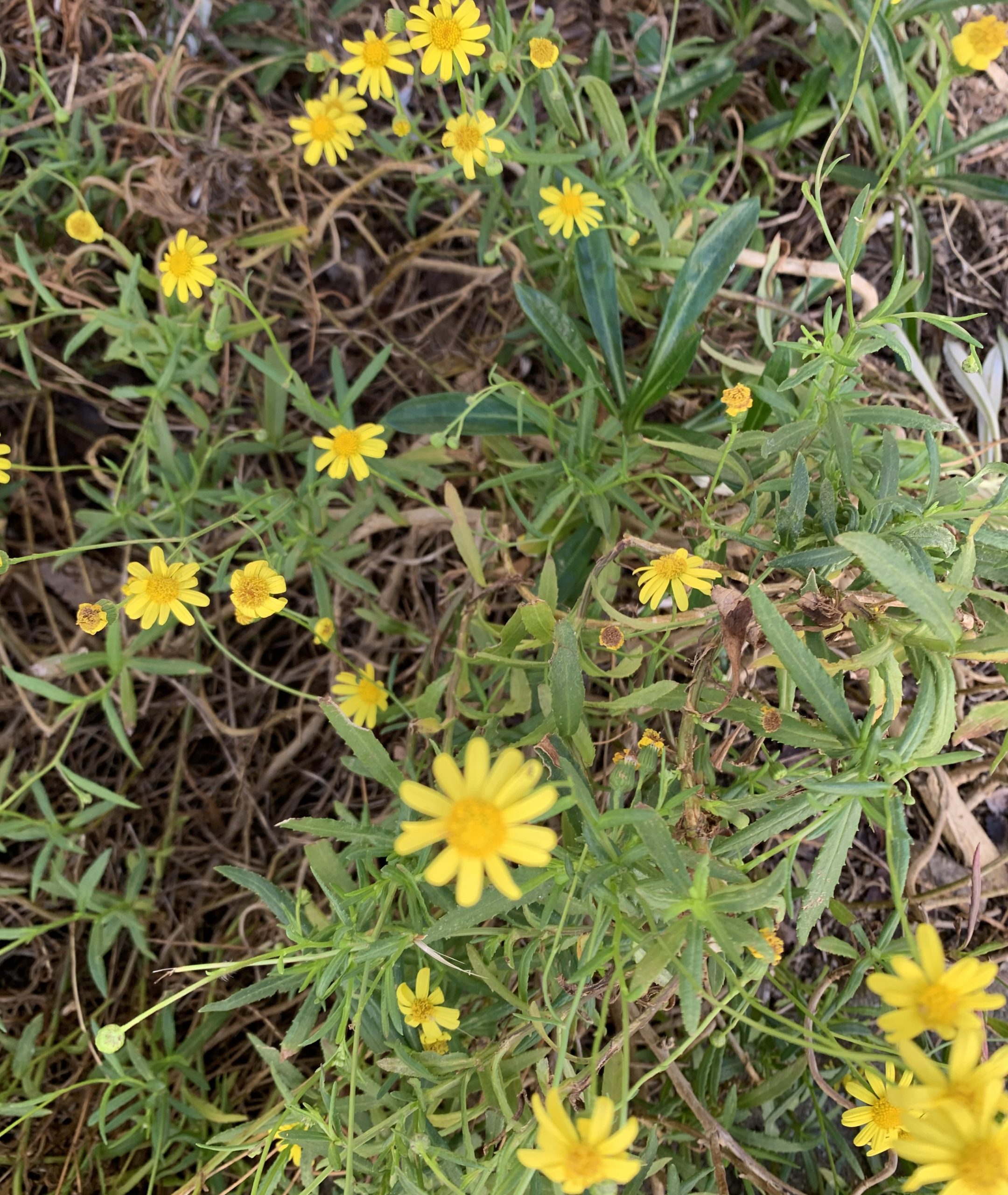 花壇の花ナルトサワギク