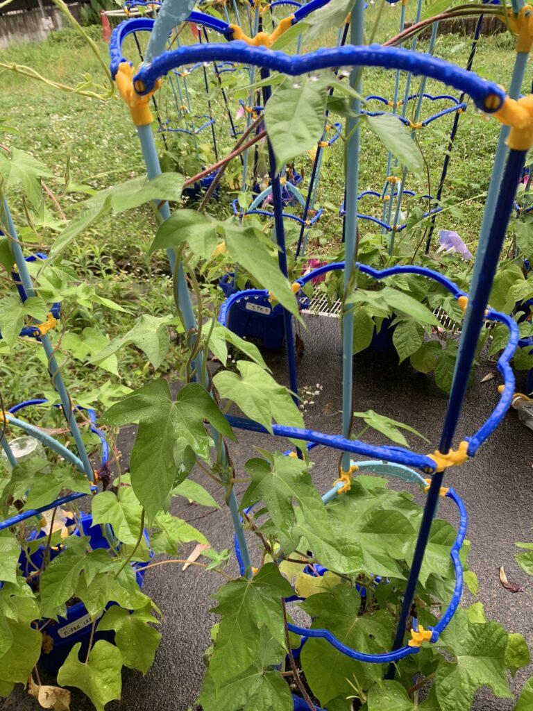 校庭鉢植えの朝顔